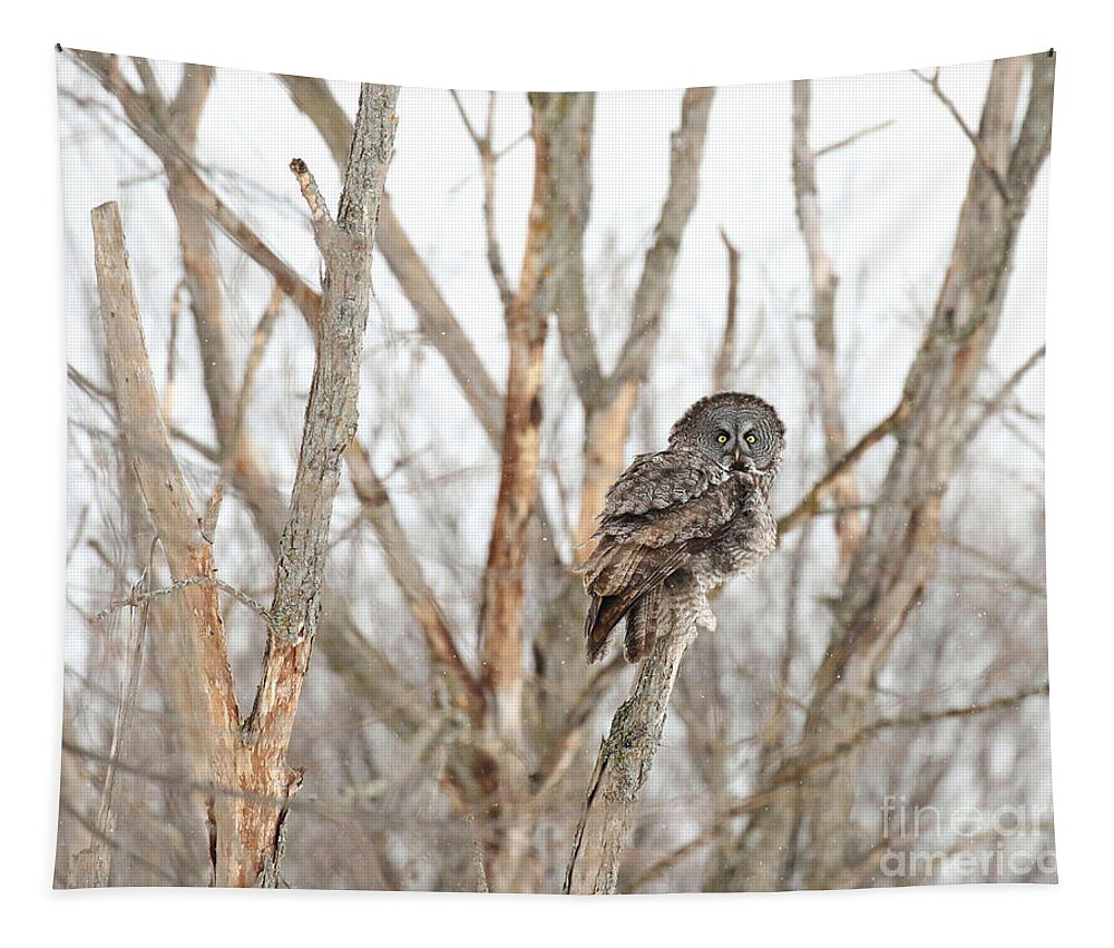 Great Gray Owl Tapestry featuring the photograph Windy City by Heather King