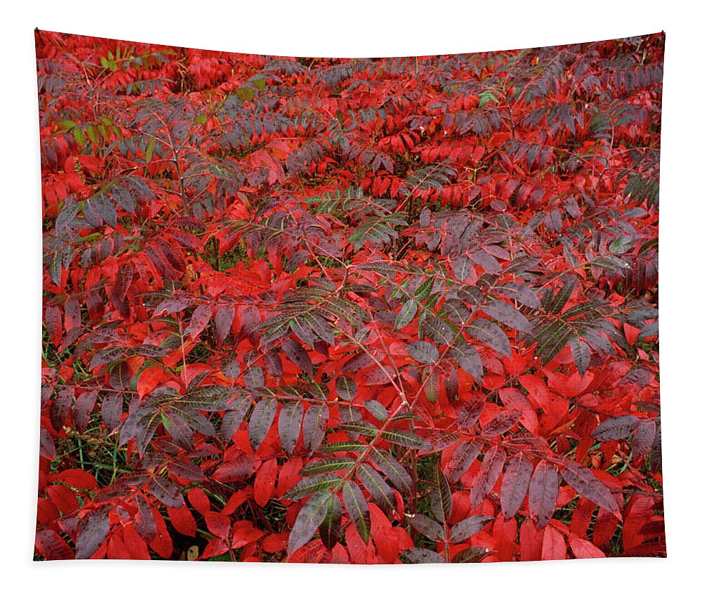 B1076 Tapestry featuring the photograph Winged Sumac In Autumn Rhus Copillina by Nhpa