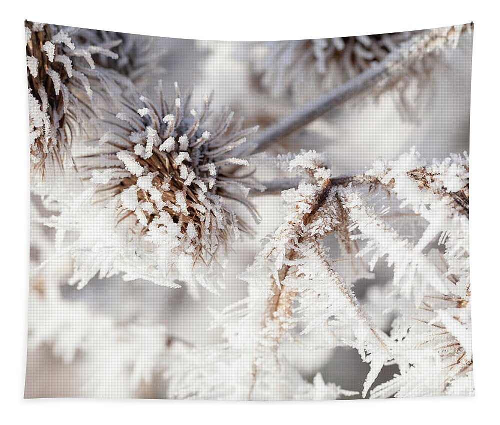 Freezing Tapestry featuring the photograph Winter frost on a garden thistle close up by Simon Bratt