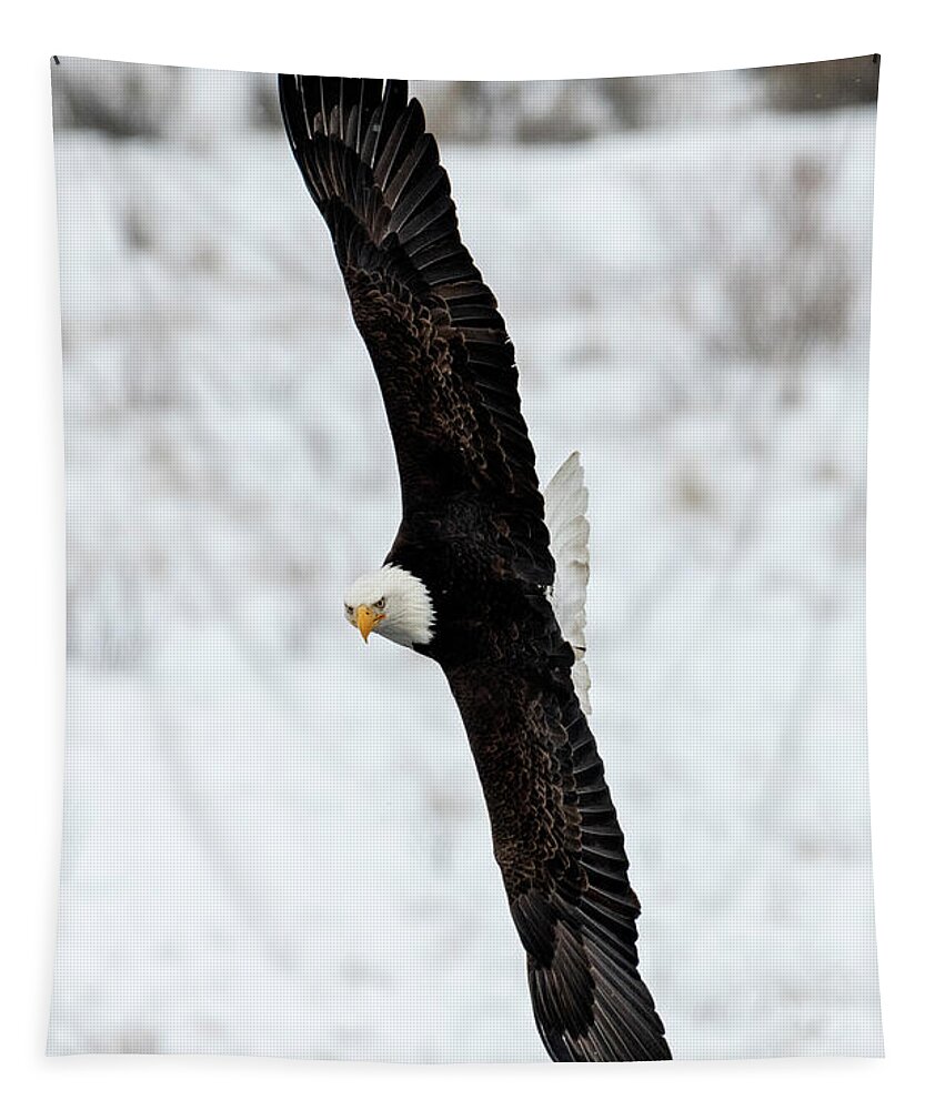 Bald Eagle Tapestry featuring the photograph Winter Turn by Michael Dawson