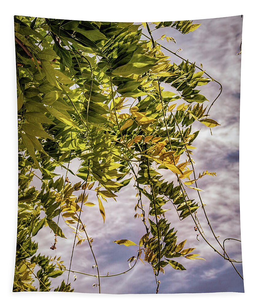 Branches Tapestry featuring the photograph Wisteria Leaves against Warm Sky by Roslyn Wilkins