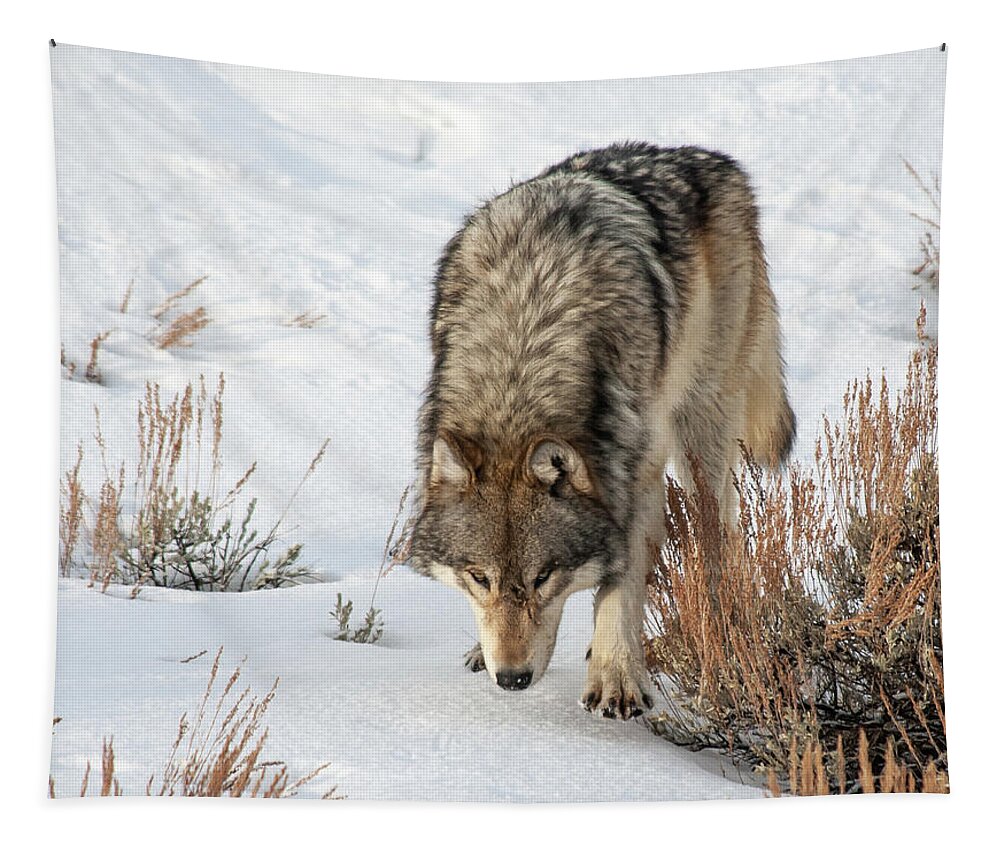 Wolf Tapestry featuring the photograph Wolf by Gary Beeler