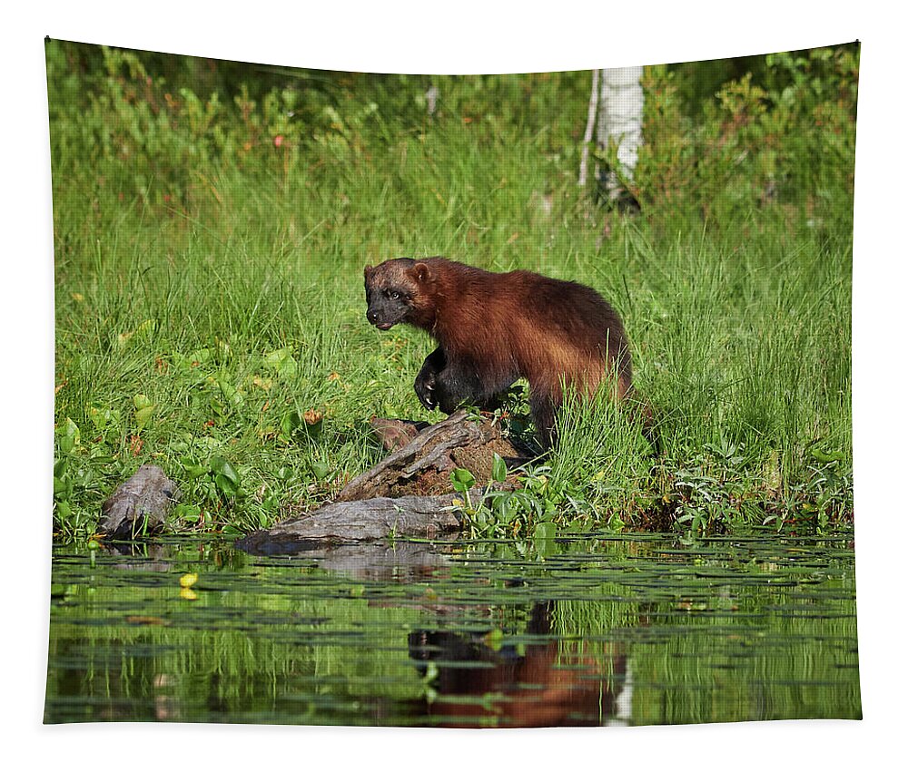 Erä-eero Tapestry featuring the photograph Wolverine by the lake by Jouko Lehto