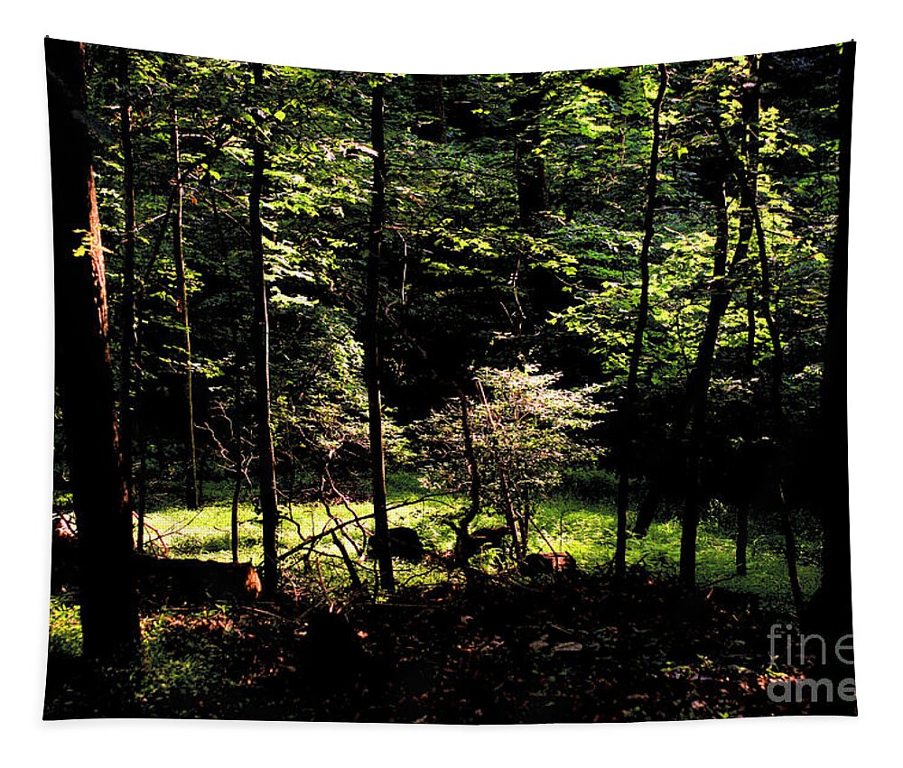 Forest Tapestry featuring the photograph Woodland Calm - No. 17 by Steve Ember