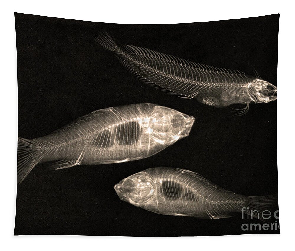 https://render.fineartamerica.com/images/rendered/default/flat/tapestry/images/artworkimages/medium/2/x-ray-study-of-two-goldfish-and-a-saltwater-fish-1896-josef-maria-eder.jpg?&targetx=-77&targety=0&imagewidth=1085&imageheight=794&modelwidth=930&modelheight=794&backgroundcolor=15120F&orientation=1&producttype=tapestry-50-61