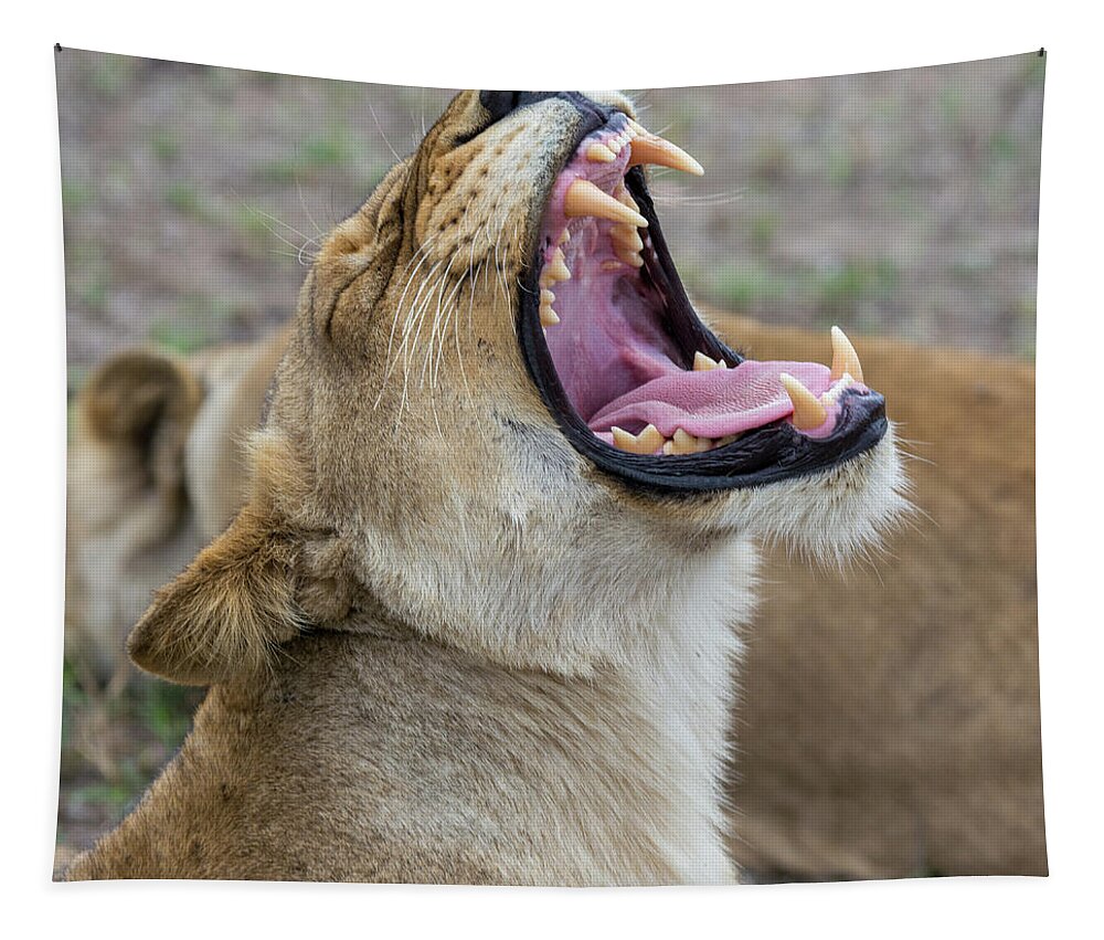 Lion Tapestry featuring the photograph Yawning Lioness by Mark Hunter