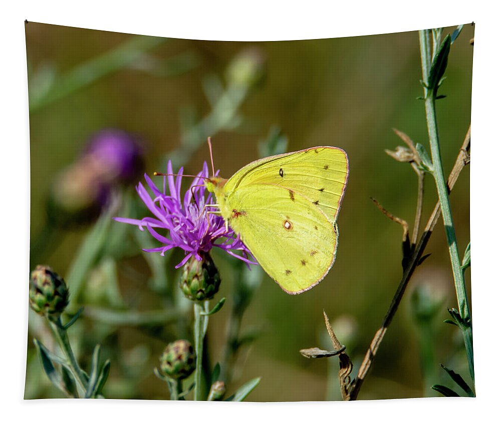 Butterfly Tapestry featuring the photograph Yellow Butterfly 7201 by Cathy Kovarik