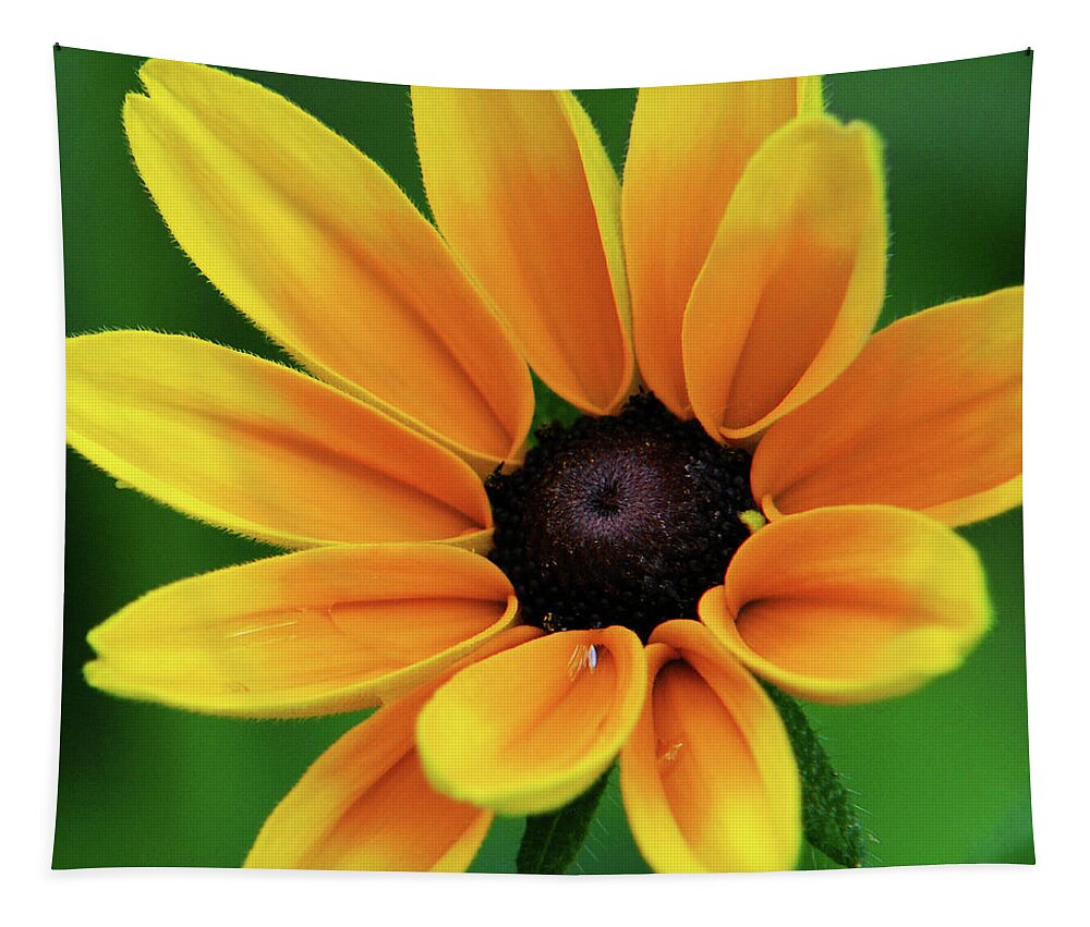 Yellow Flowers Tapestry featuring the photograph Yellow Flower Black Eyed Susan by Christina Rollo