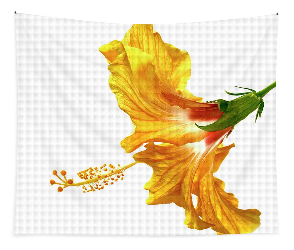Hibiscus Tapestry featuring the photograph Yellow Hibiscus by Christopher Johnson