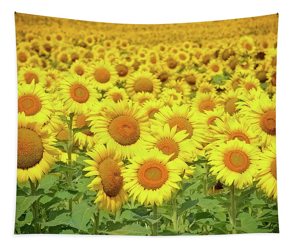 Sunflowers Tapestry featuring the photograph You Are My Sunshine by Rodney Campbell
