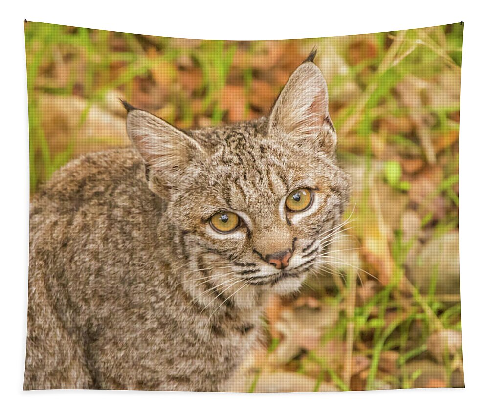 Usa Tapestry featuring the photograph Young Bobcat by Marc Crumpler