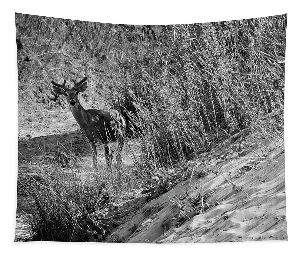 Richard E. Porter Tapestry featuring the photograph Young Buck - Palo Duro Canyon State Park, Texas by Richard Porter