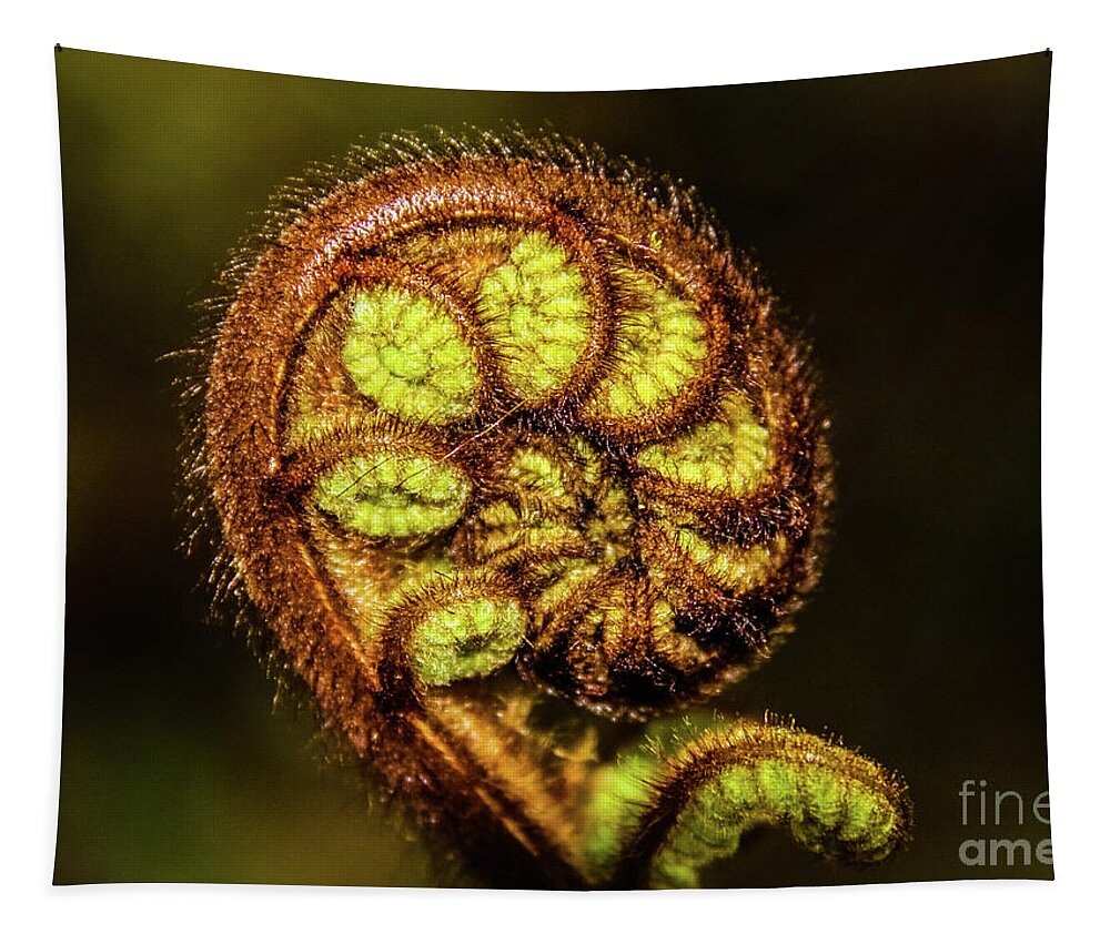Fern Tapestry featuring the photograph Young fern leaves by Lyl Dil Creations