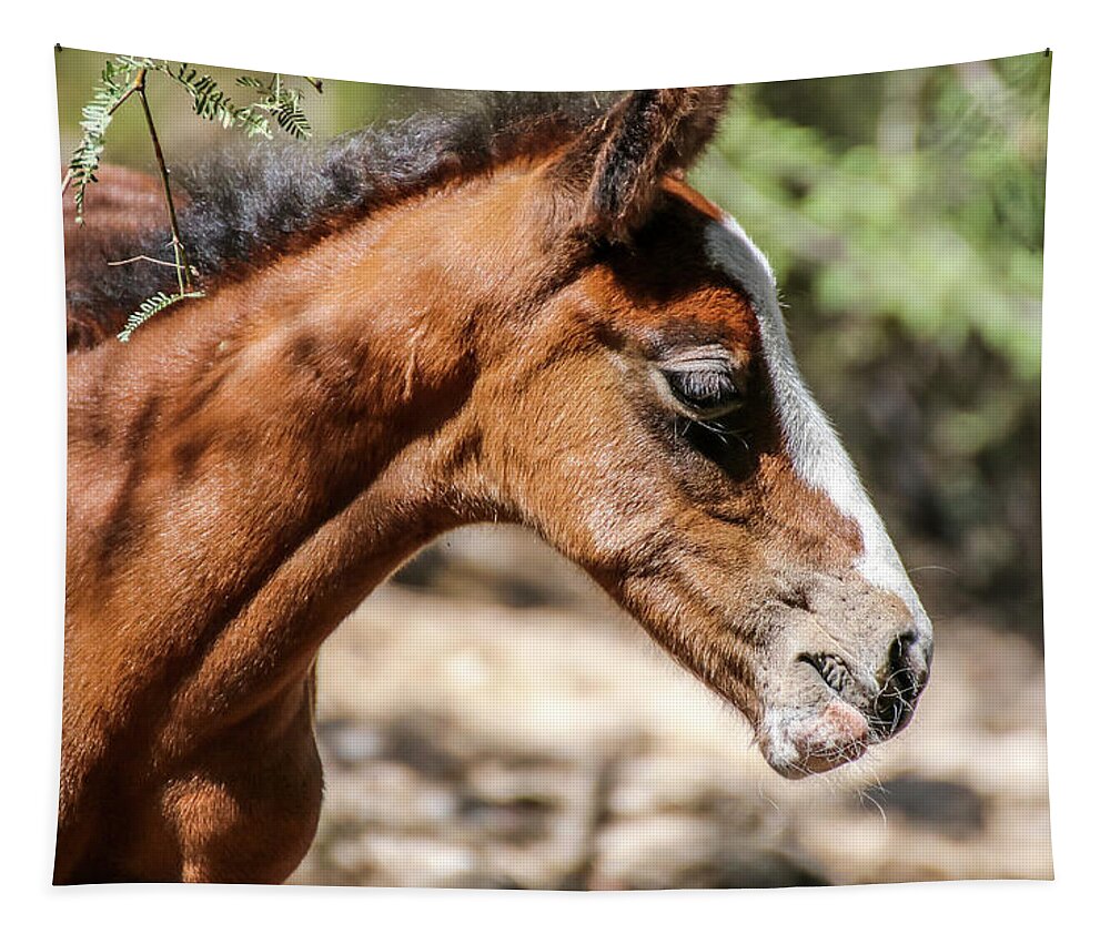 Arizona Tapestry featuring the photograph Young Filly Close Up by Dawn Richards