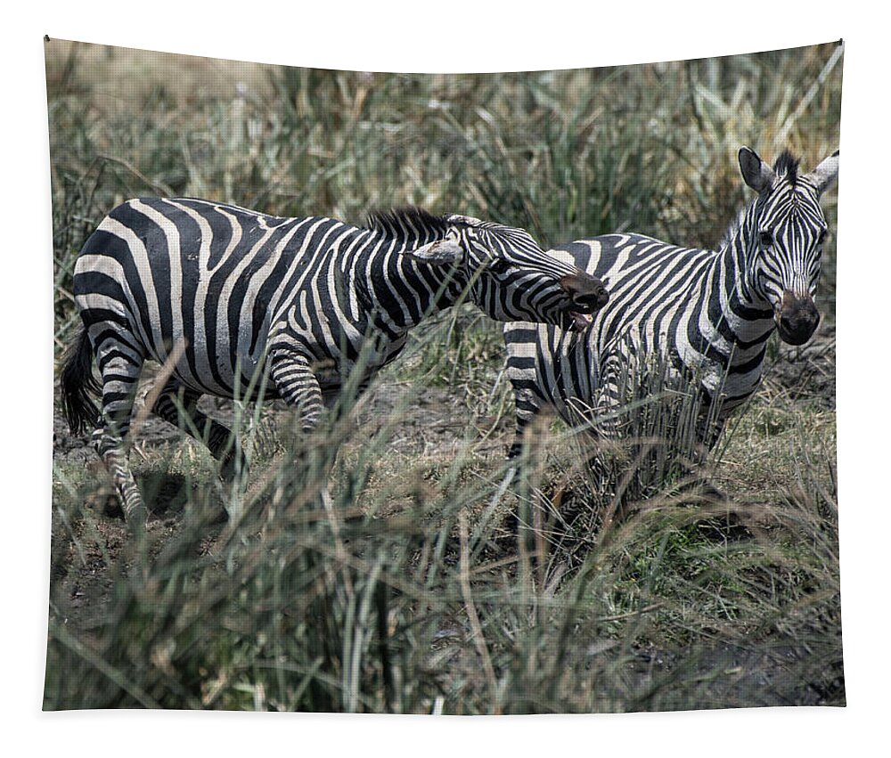 Africa Tapestry featuring the photograph Zebra aggressive by Steve Somerville