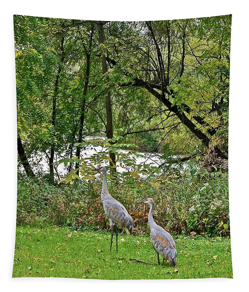 Sandhill Crane; Backyard; Birds; Tapestry featuring the photograph 2021 Fall Sandhill Cranes 8 by Janis Senungetuk