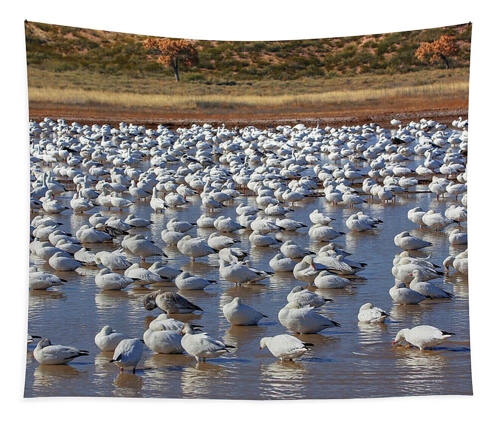 Snow Geese Tapestry featuring the photograph A Gaggle of Geese #1 by Robert Harris