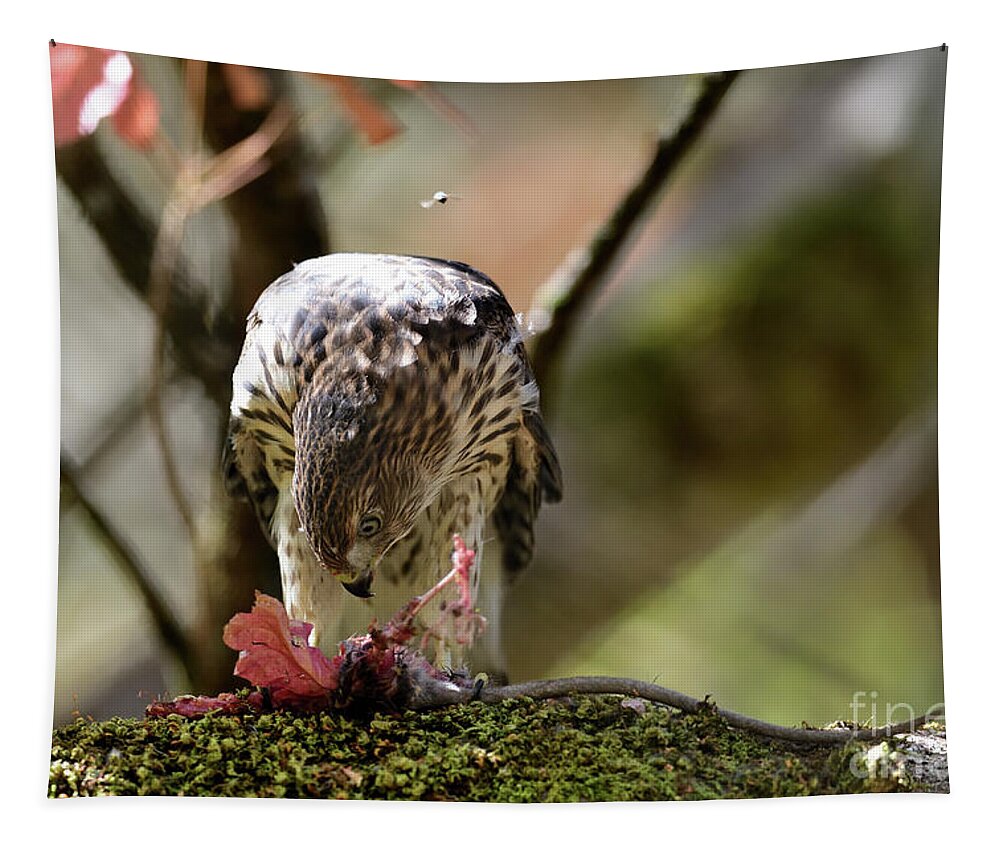 Cooper's Hawk Tapestry featuring the photograph A Juvenile Cooper's Hawk #1 by Amazing Action Photo Video