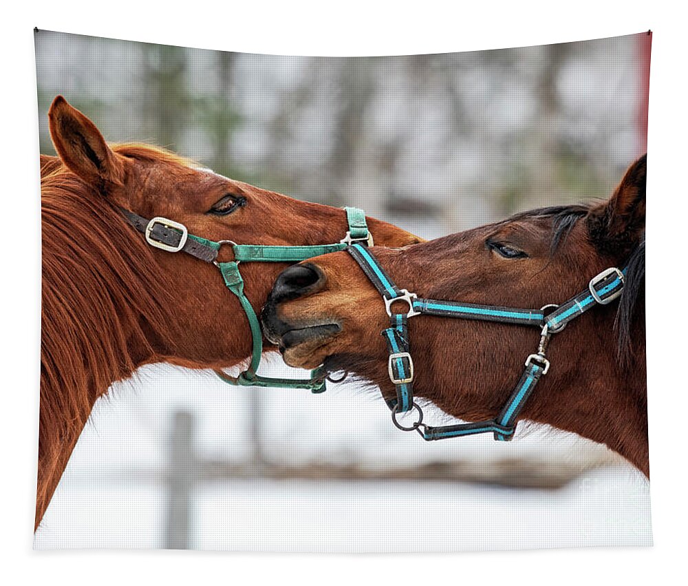 Horses Tapestry featuring the photograph All You need is Love #1 by Nina Stavlund