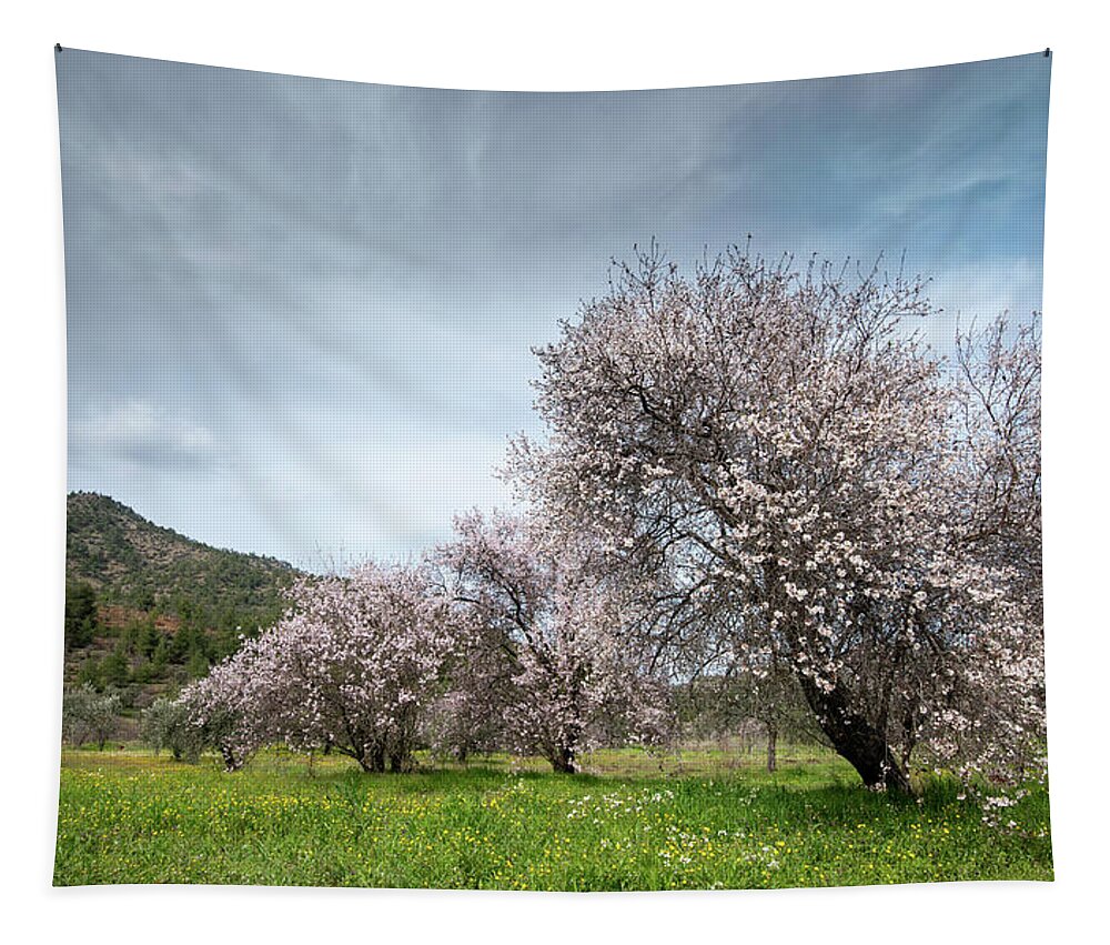 Spring Tapestry featuring the photograph Almond trees bloom in spring against blue sky. #2 by Michalakis Ppalis