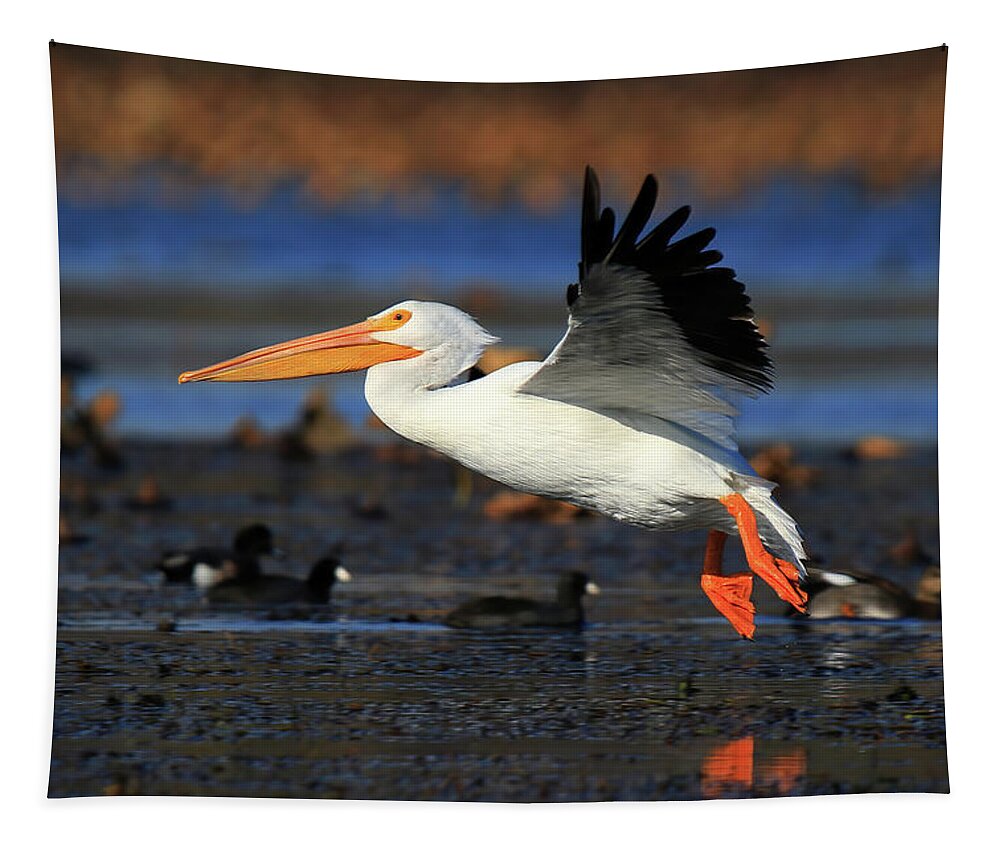 American White Pelican Tapestry featuring the photograph American White Pelican #1 by Shixing Wen