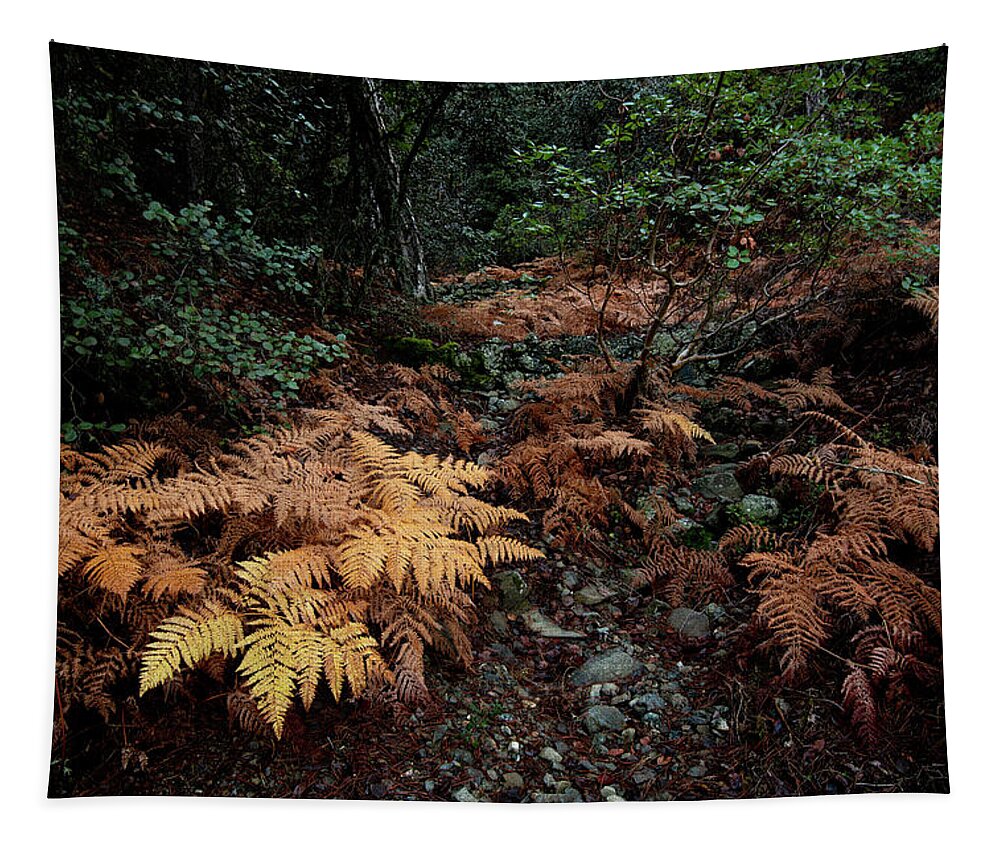 Autumn Tapestry featuring the photograph Autumn forest Landscape #1 by Michalakis Ppalis
