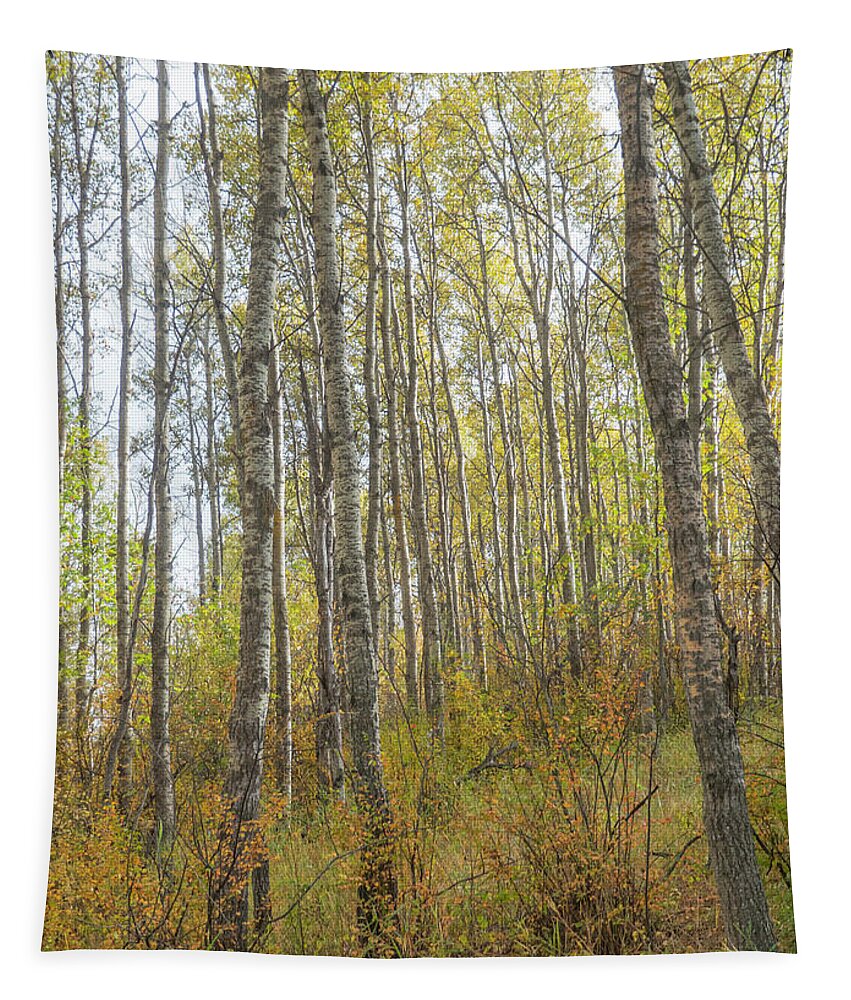 Woods Tapestry featuring the photograph Autumn Woods #1 by Phil And Karen Rispin