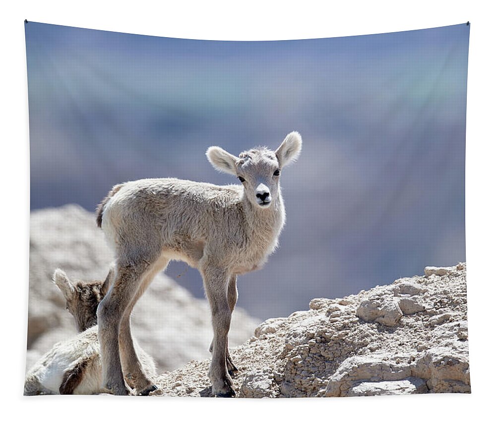 Animal Tapestry featuring the photograph Baby Big Horn #1 by Paul Freidlund