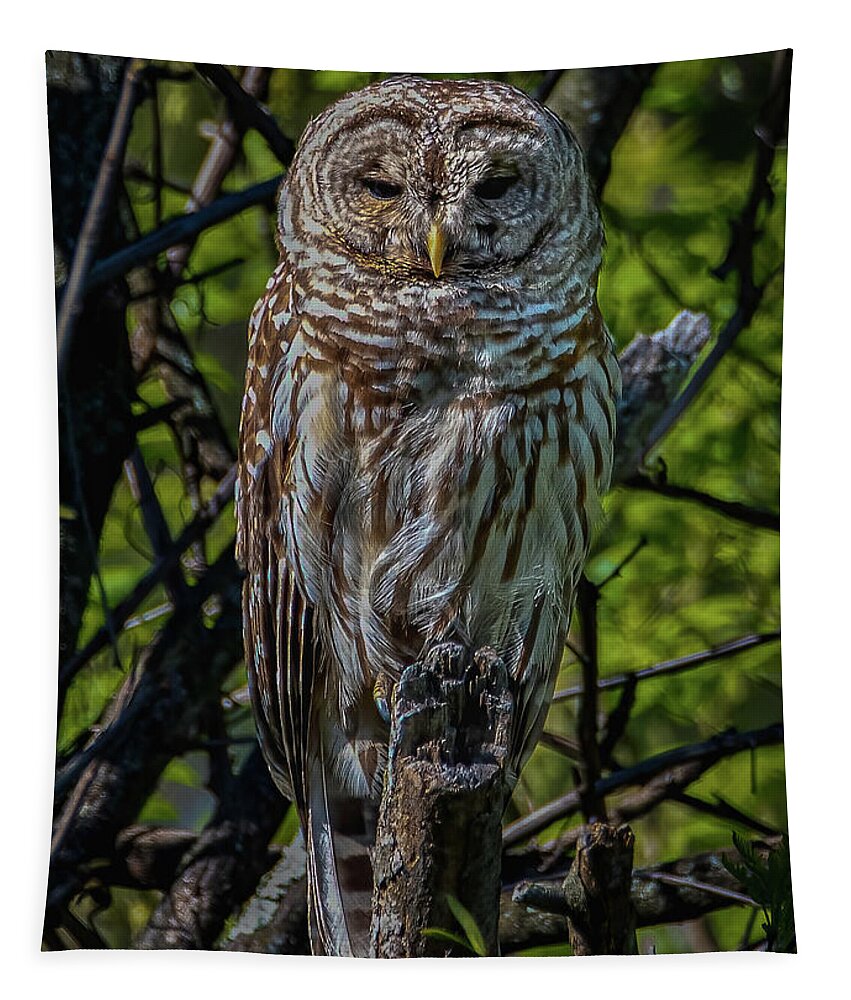 Animal Tapestry featuring the photograph Barred Owl #1 by Brian Shoemaker