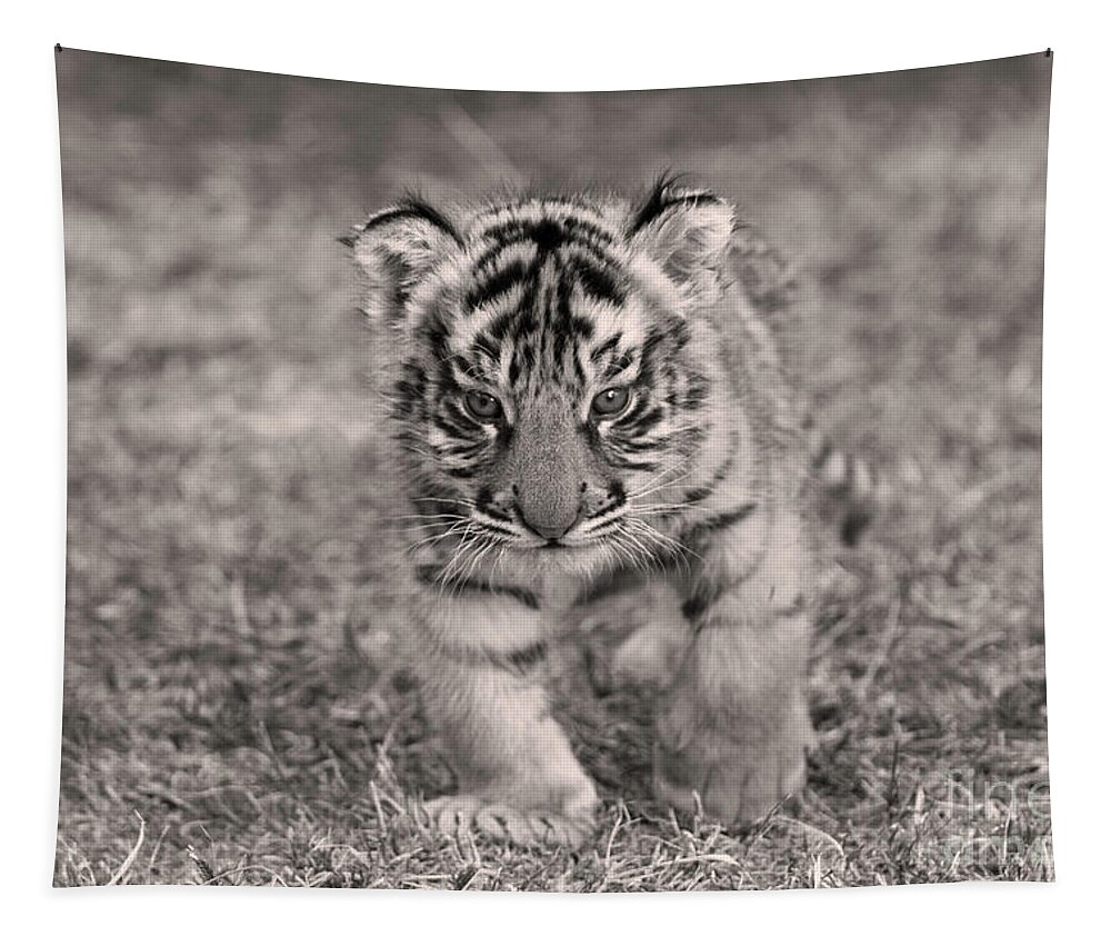 Alone Tapestry featuring the photograph Bengal Tiger Cub #1 by M Watson