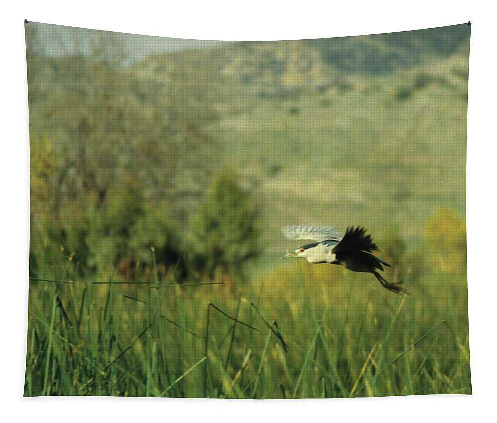 California Tapestry featuring the photograph Black-Crowned Night Heron #1 by Robert Harris