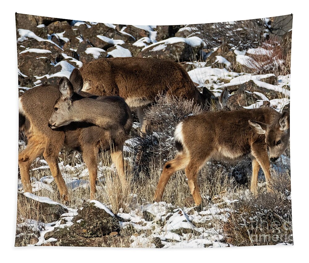 Deer Tapestry featuring the photograph Desert Blending by Michael Dawson