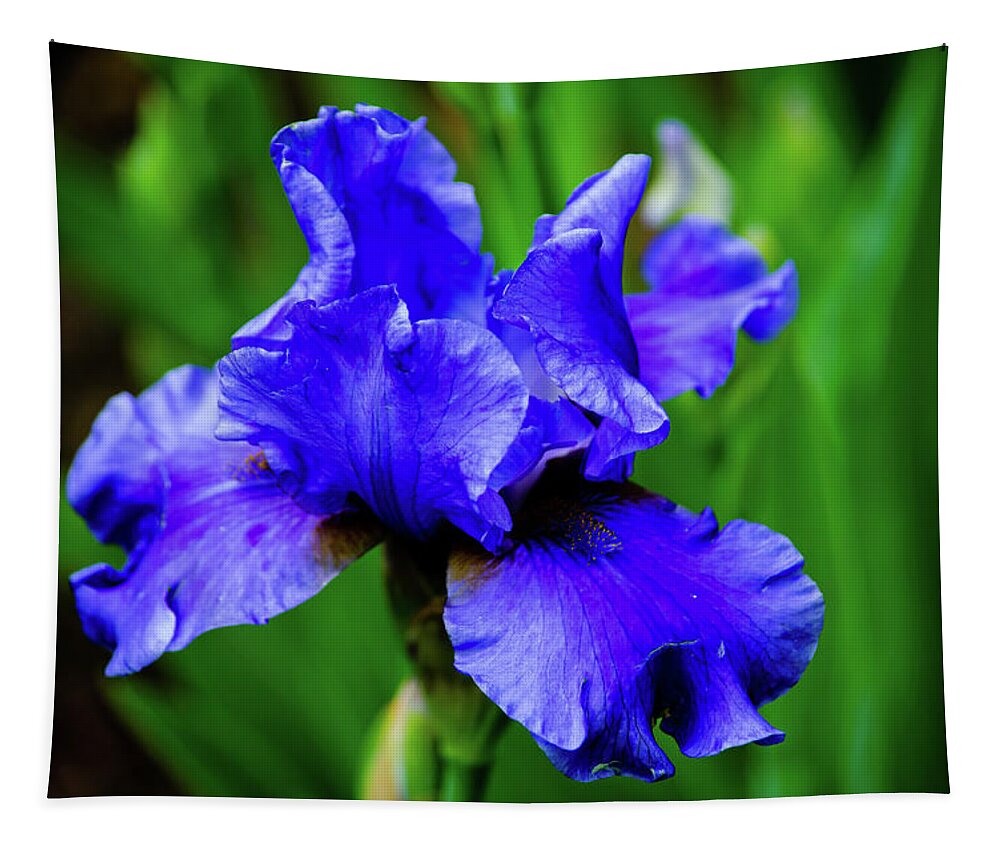 2012 Tapestry featuring the photograph Blue Iris #1 by Tikvah's Hope