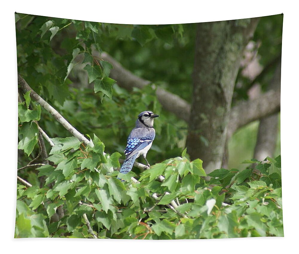  Tapestry featuring the photograph Blue Jay by Heather E Harman