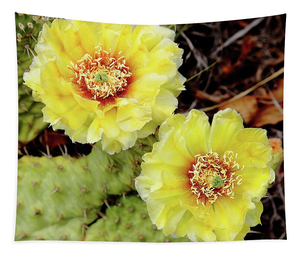 Cactus Tapestry featuring the photograph Cactus Blossoms #1 by Bob Falcone