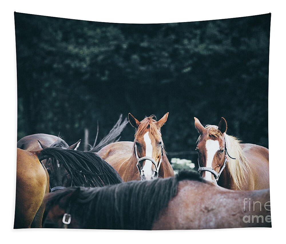 Horse Tapestry featuring the photograph Calm horses at sunset by Dimitar Hristov