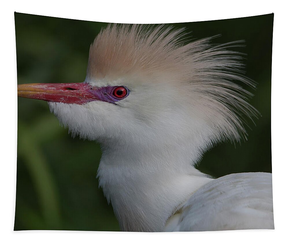 Cattle Tapestry featuring the photograph Cattle Egret #2 by Carolyn Hutchins