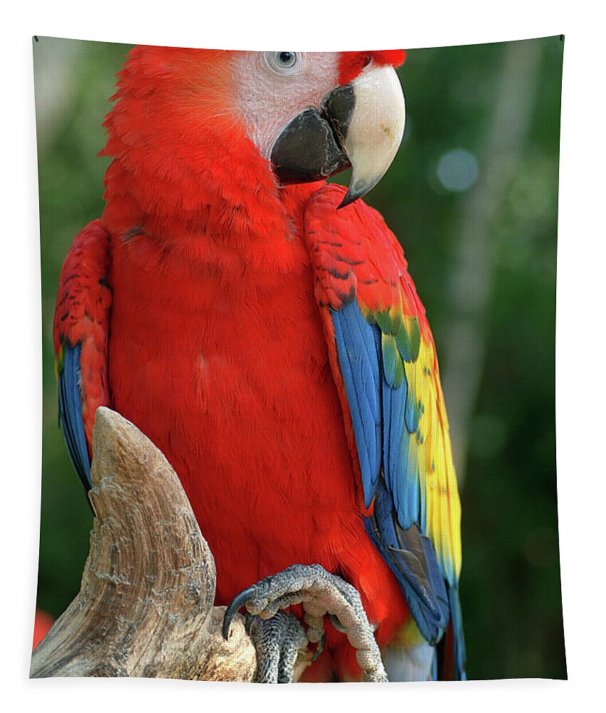 Scarlet Macaw Tapestry featuring the photograph Colors of the Rainbow by Melissa Southern
