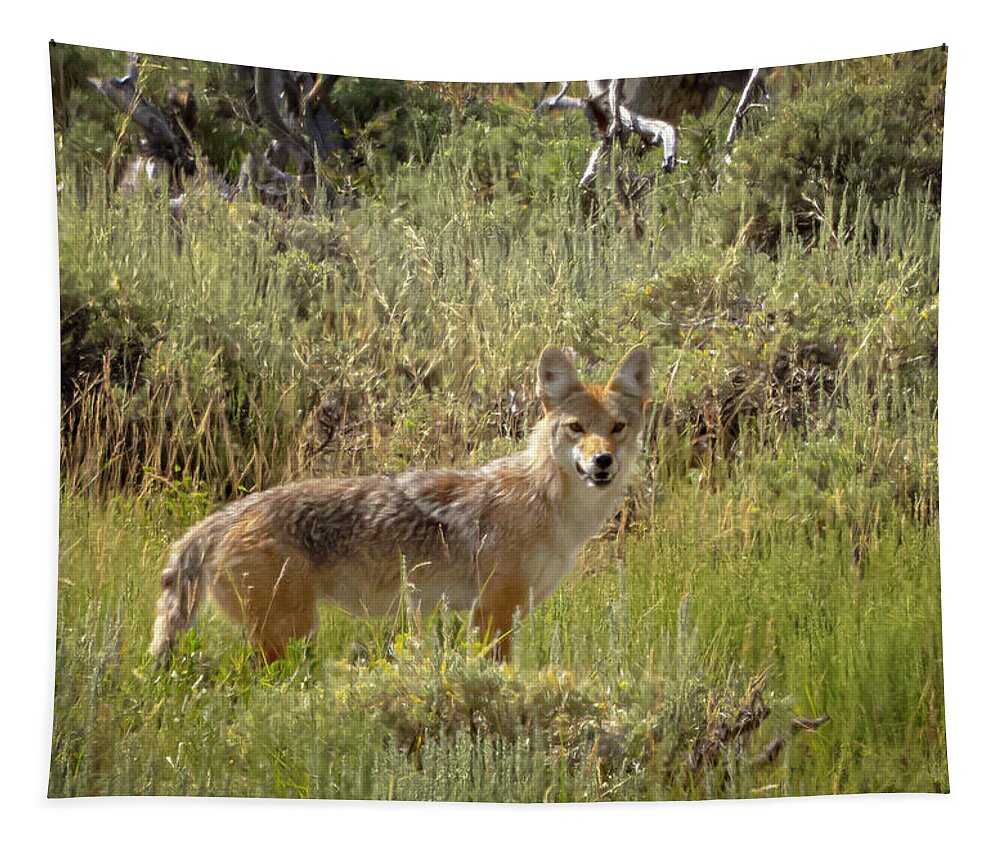  Tapestry featuring the photograph Coyote #1 by Laura Terriere
