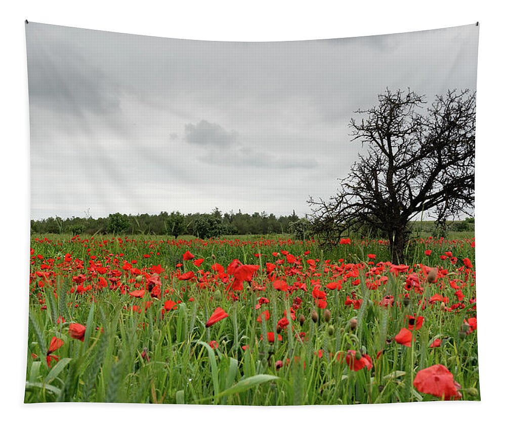 Poppy Anemone Tapestry featuring the photograph Field full of red beautiful poppy anemone flowers and a lonely dry tree. Spring time, spring landscape Cyprus. by Michalakis Ppalis