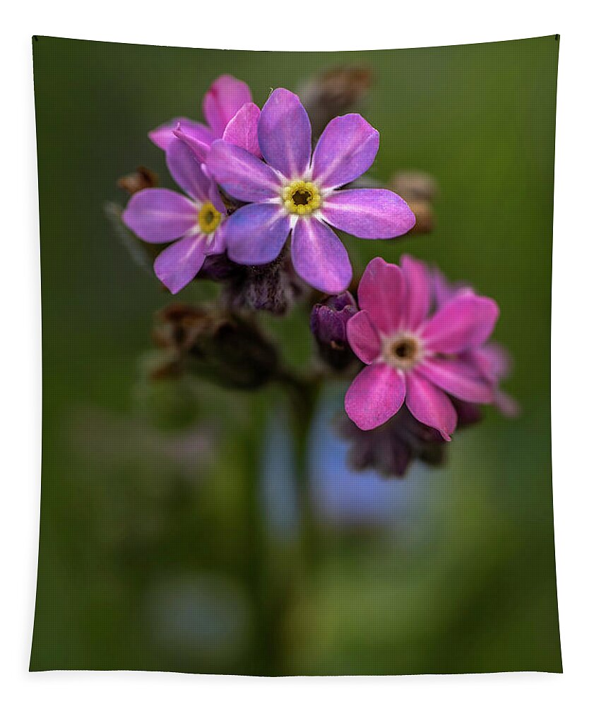  Flower Tapestry featuring the photograph Forget-me-not #1 by Jaroslaw Blaminsky