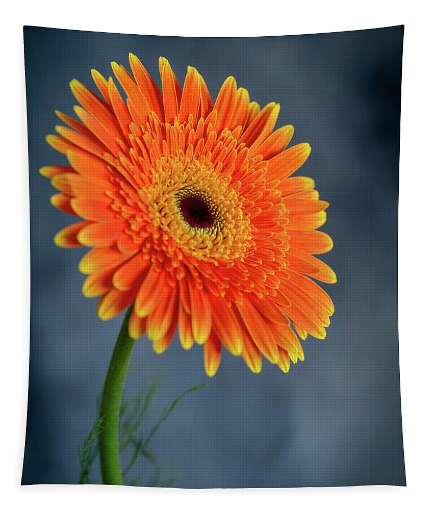 Daisies Tapestry featuring the photograph Fresh beautiful orange daisy flower blossom. Blooming flower by Michalakis Ppalis
