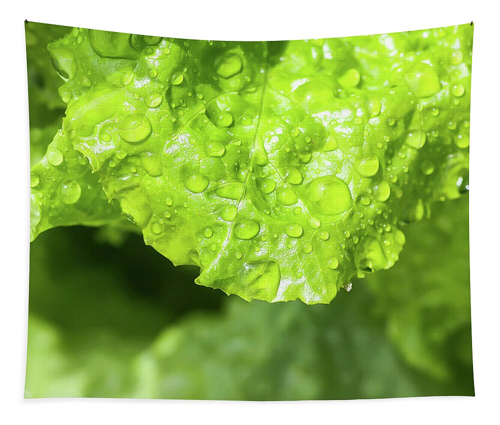 Farm Tapestry featuring the photograph Fresh home grown organic green leaves of lettuce salad. Wet plant growing on kitchen-garden in countryside #1 by Olga Strogonova