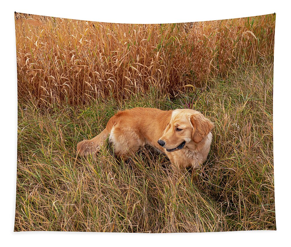 Golden Tapestry featuring the photograph Golden Retriever In Tall Grass by Karen Rispin