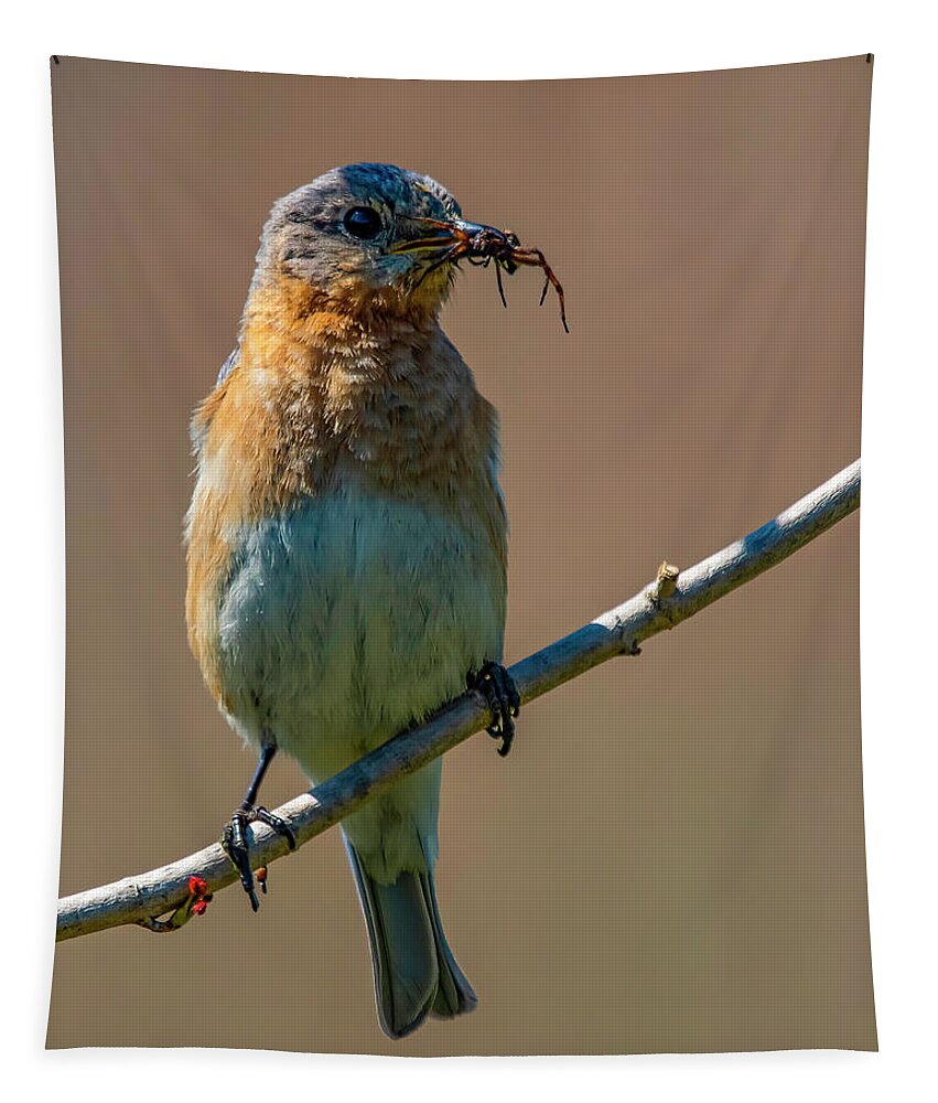 Songbird Tapestry featuring the photograph Got Bugs #1 by Cathy Kovarik
