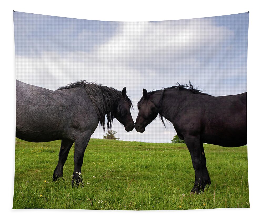 Horses Tapestry featuring the photograph Horses nuzzling on slivnica mountain #1 by Ian Middleton