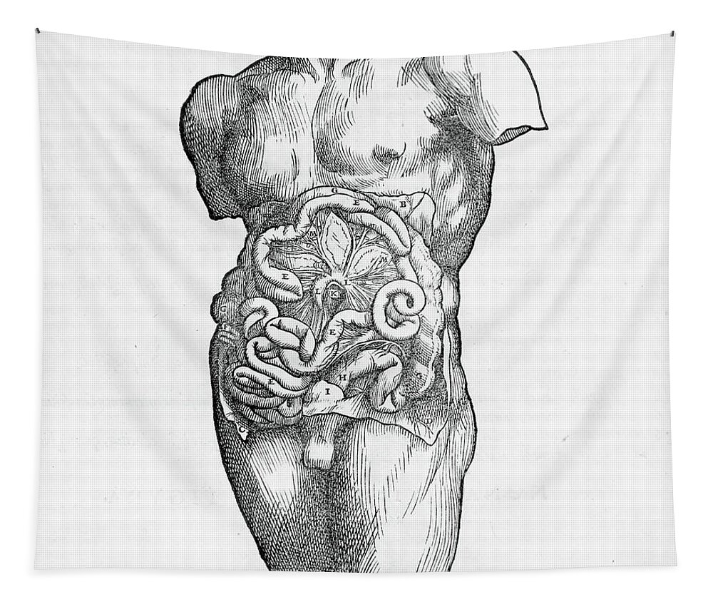 16th Tapestry featuring the photograph Human anatomy showing male muscles and organs #1 by Steve Estvanik