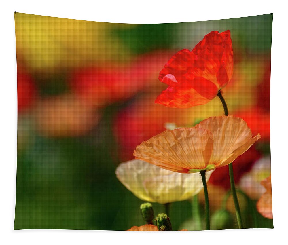 Flowers Tapestry featuring the photograph Iceland Poppies Shades of Lovely by Bonnie Colgan