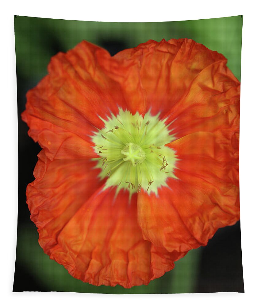 Iceland Poppy Tapestry featuring the photograph Iceland Poppy #1 by Tammy Pool