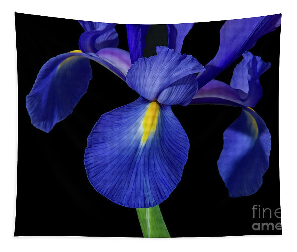 Irises Tapestry featuring the photograph Iris, 1 #1 by Glenn Franco Simmons